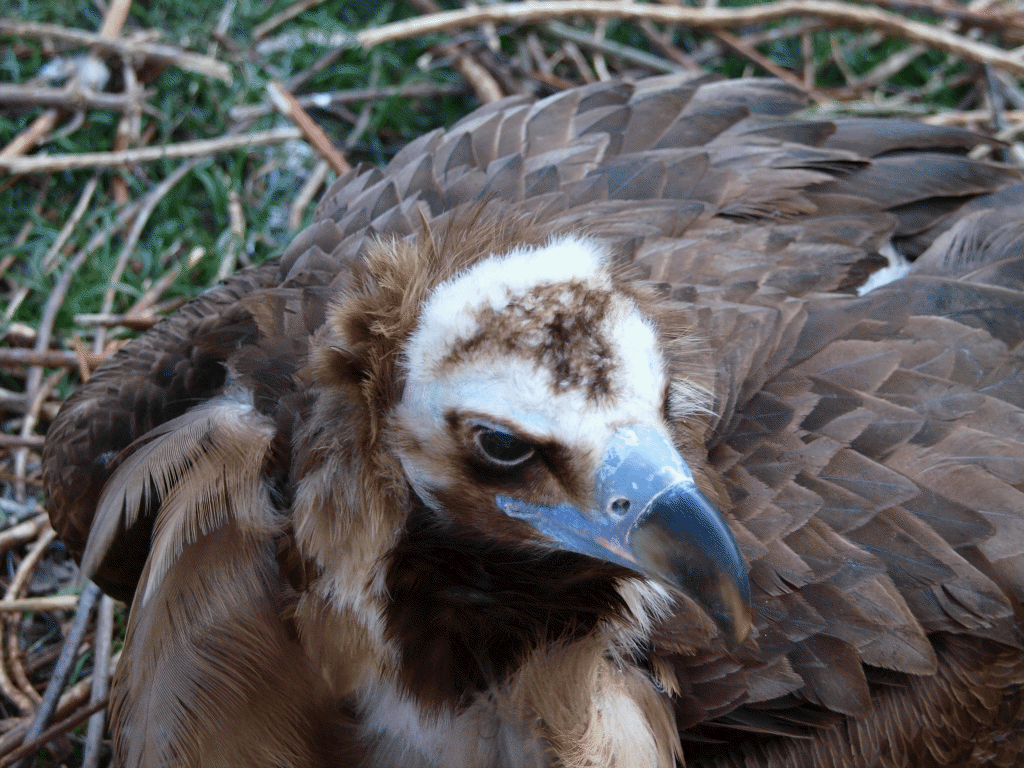 P415726x.gif