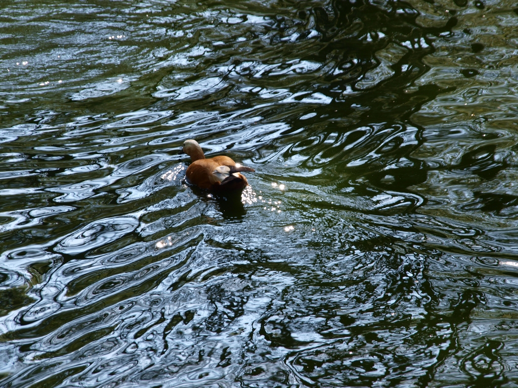 P4134932.jpg