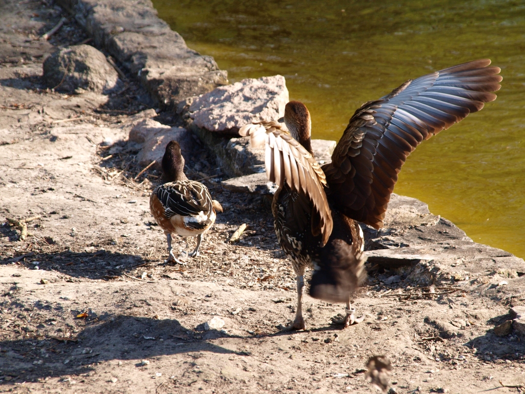 P4135293.jpg